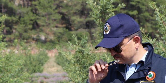 Bakan Pakdemirli'den lavanta hasadı