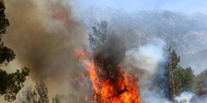 Gaziantep'te orman yangn: 10 hektar alan zarar grd