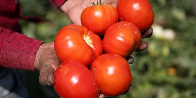 Domatesin fiyatı tarlada 50 kuruşa düştü