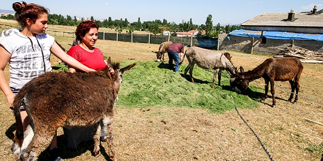 Eşek sütü çiftliği kurdu! Süt talebine yetişemiyor