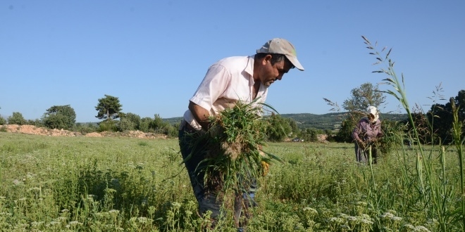 Kekik ihracatnn bakenti 'Denizli'