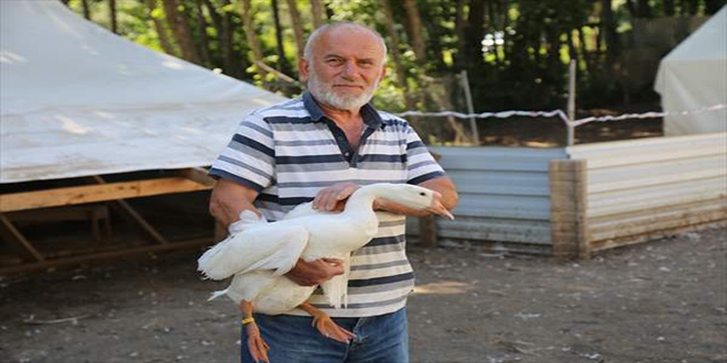Akkuş'ta 'kaz çiftliği' kurdu siparişlere yetişemiyor