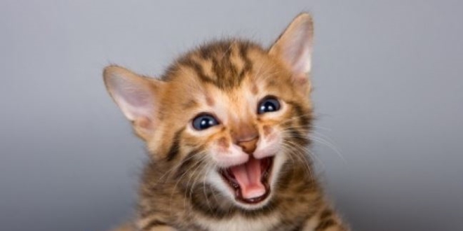 tfaiyenin kedi kurtarma yntemi: Kedi sesi