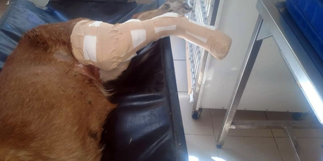 Kamyonun ezdiği köpek için seferber oldular