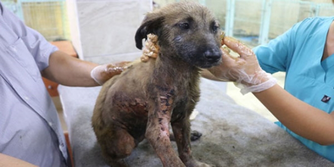 Bu köpeğin başına gelenler pişmiş tavuğun başına gelmedi