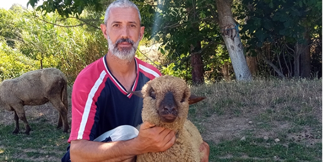 Bu koyunların doğmamış kuzuları bile satılıyor