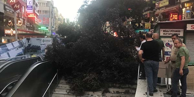 Başkentte devrilen ağaç 3 kişinin yaralanmasına yol açtı