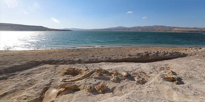 Kayseri'de 7,5 milyon yllk zrafa fosili bulundu
