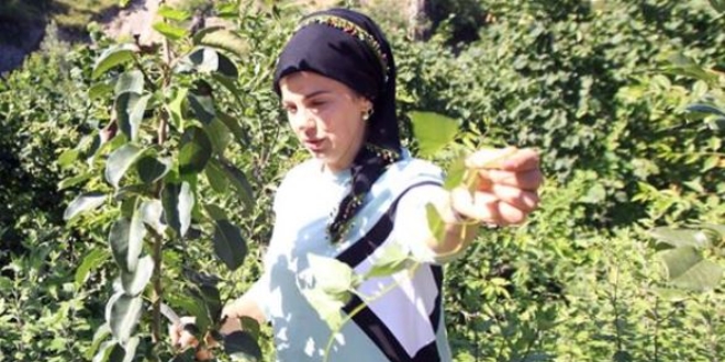 Doğada dolaşıp yabani meyve ağaçlarını aşılıyor