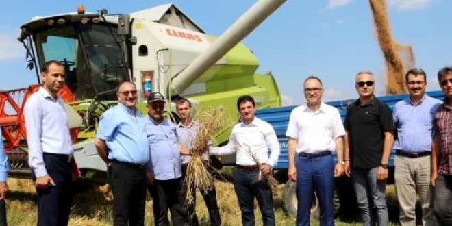 Türk tarımına yeni buğday türleri kazandırılacak