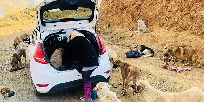 Fedakar öğretmen köpekleri için tatilden vazgeçti