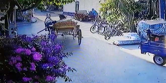 Büyükada'da fayton faciası kamerada