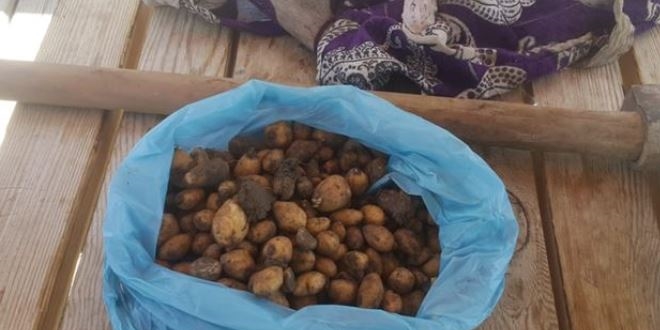 Salep soğanıyla yakalanan kişiye 60 bin 163 lira ceza