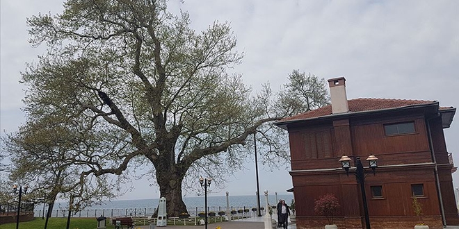 Tarihe tanıklık eden 9 bin 369 ağaç tescillendi