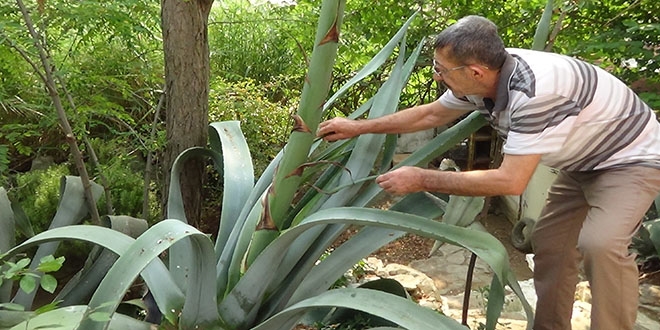 Ekildiği tarihten 46 yıl sonra çiçek açtı