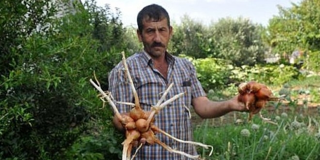 1 kökte 15 soğan yetişti, sebebi stres ve sıkıntı