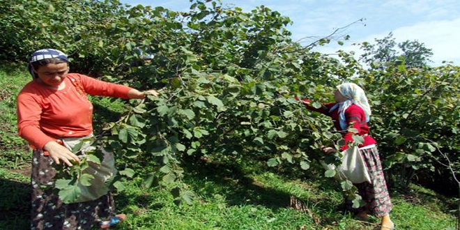 Fndk iileri sigortal oluyor