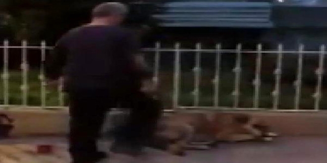 Yerde yatan köpeği tekmeledi, para cezası verildi