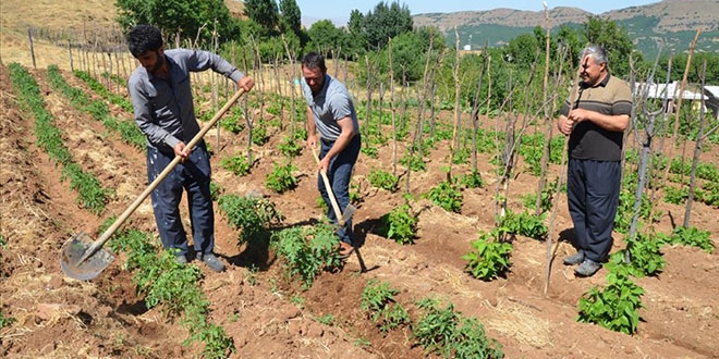 Terörden temizlenen köylerine dönüp üretime geçtiler