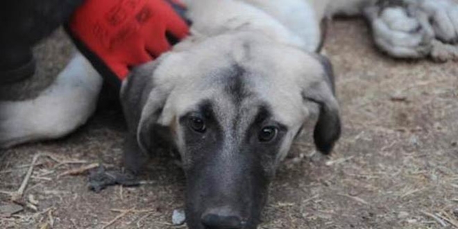 Sokak köpeğine şiddete para cezası