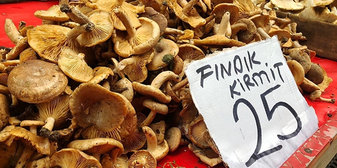 Fındık mantarının kilosu 25 liradan satılıyor