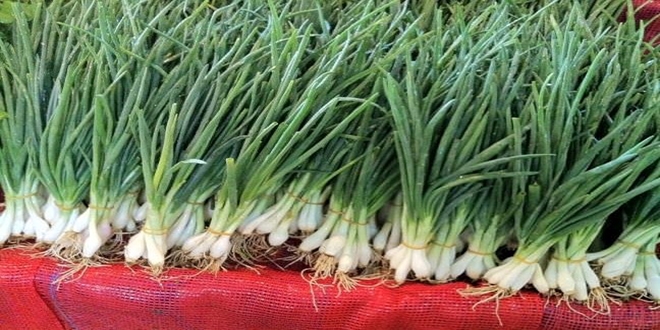 Yeşil soğanın çuvalı tarlada 5, halde 100 lira