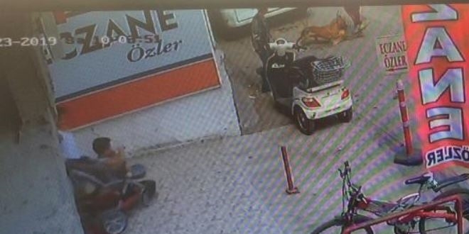 Gebe kediyi pitbullun önüne atıp parçalattılar