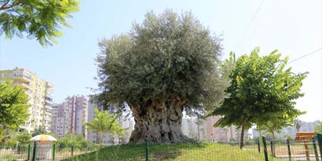 Bin 500 yıllık zeytin ağacı meyve verdi