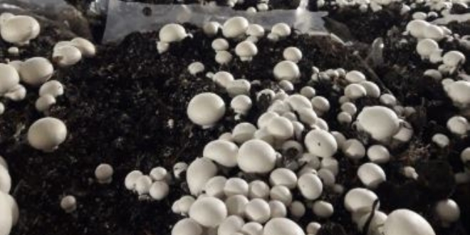 Yksek Lisans rencisinden kltr mantar retimi