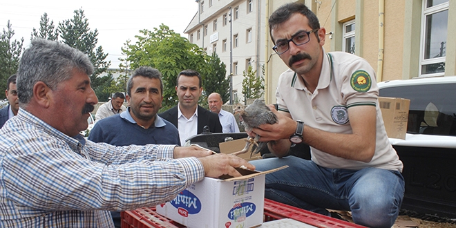Beç tavukları kenelere göz açtırmayacak