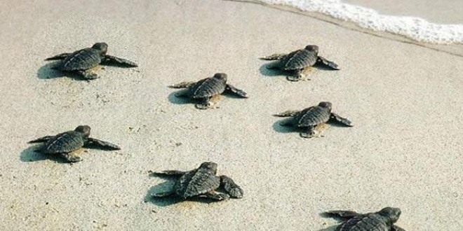 Yavru caretta carettalar denizle buluşuyor