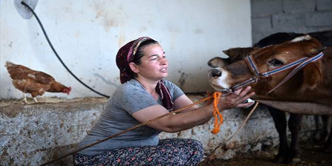 Şehirde ev temizliğine gidiyordu, köyünde besici oldu