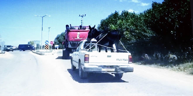 Eşeğin kamyonet ile yolculuğu görenleri şaşırttı
