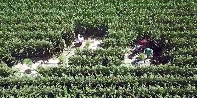 Mısır tarlalarına 'drone'lu denetim: 8 gözaltı