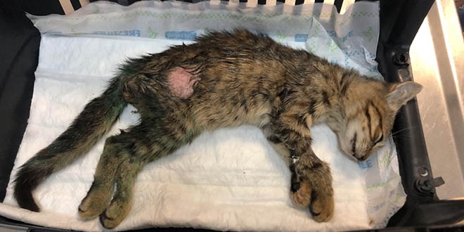 Kediyi �nce sa�mayla vurdular, sonra i�kence ettiler