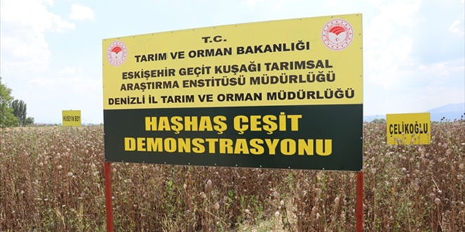 'Hseyinbey' ve 'elikolu' Denizli'ye uyum salad