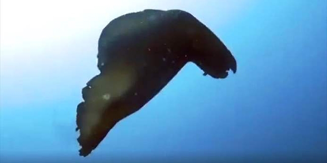 Su alt deniz tavan Gkeada'da grntlendi