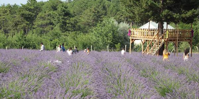 Lavanta tarlasını turizm merkezine çevirdi