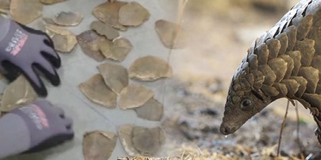 İstanbul Havalimanı'nda 1,2 ton pangolin pulu ele geçirildi