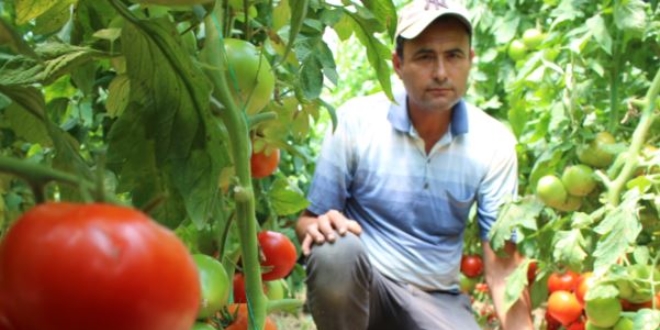 Domates �reticileri d���k fiyattan �ikayet�i