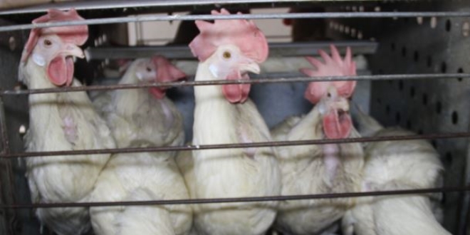 Yumurta üreticileri çözüm bekliyor