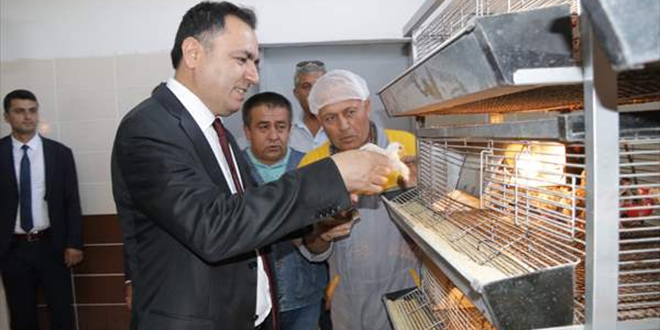 'Kenesavar' tavuklar...iftilere cretsiz datlyor