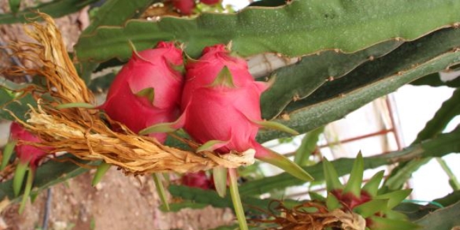 Denemek iin ekti, tanesini 15 liradan satyor