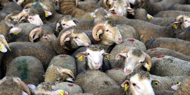 Dere yatanda skan 265 koyun telef oldu