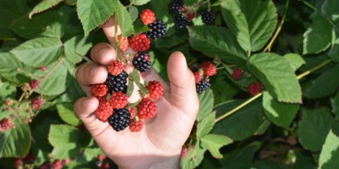 B���rtlen ekti, sipari�lere yeti�emiyor