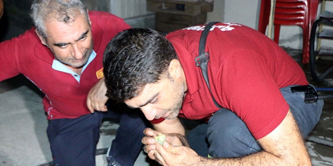Dumandan etkilenen muhabbet kuşuna suni teneffüs