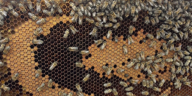 Bal ar�lar� petek �zerinde ay y�ld�z �ekli olu�turdu