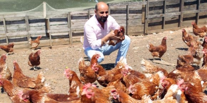 Hobi olarak başladı, tavuk çiftliği kurdu