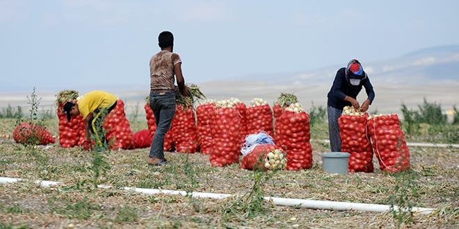 Trkiye'nin yzde 60'n karlyor! Yaz hasad balad