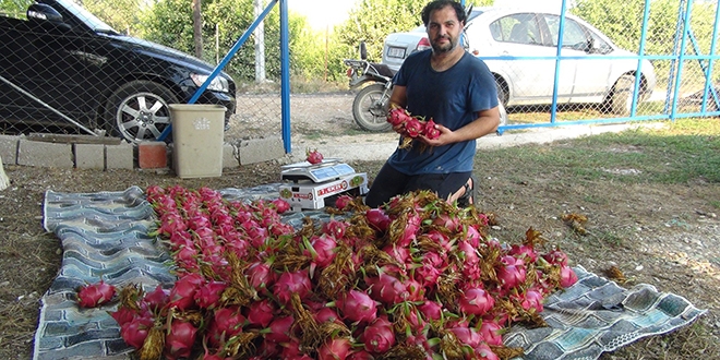Pitahayann tanesi bahede 17, markette 40 lira